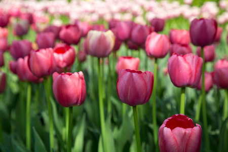 Colorful Fresh Spring Tulips Flowers Nature Landscape Background Natural Light Selective Focusの写真素材