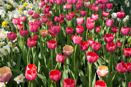 Colorful Fresh Spring Tulips Flowers Nature Landscape Background Natural Light Selective Focusの写真素材