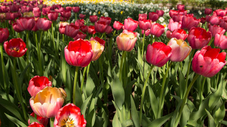 Colorful Fresh Spring Tulips Flowers Nature Landscape Background Natural Light Selective Focusの写真素材