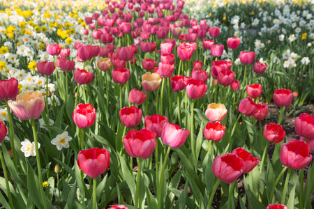 Colorful Fresh Spring Tulips Flowers Nature Landscape Background Natural Light Selective Focusの写真素材
