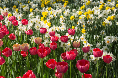Colorful Fresh Spring Tulips Flowers Nature Landscape Background Natural Light Selective Focusの写真素材