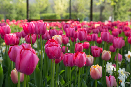 Colorful Fresh Spring Tulips Flowers Nature Landscape Background Natural Light Selective Focusの写真素材