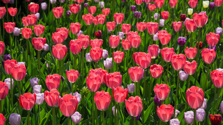 Colorful Fresh Spring Tulips Flowers Nature Landscape Background Natural Light Selective Focusの写真素材