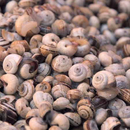 heap of alive adible snailsの写真素材