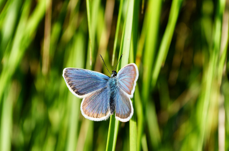 Spring butterfly sits on a blade of grassの写真素材
