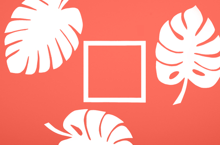 Three beautiful paper monstera palm leaves and white square frame as elegant decoration elements on background of coral color which is the main trend of 2019. Living Coral. Copy space for text.の写真素材