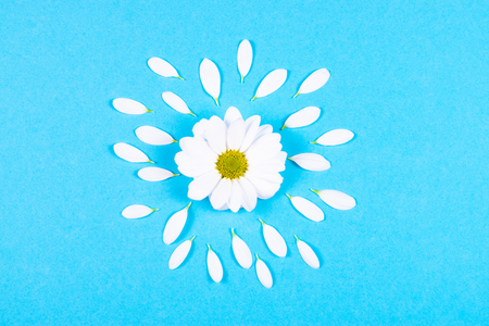 White camomile flower with patels around on a blue background. Spring and summer concept. Flat lay and top view style.の写真素材