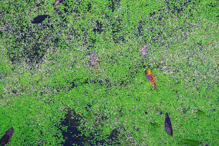 Water surface covered with free-floating green aquatic plants with old fallen leaves. Lemna...