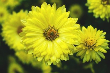 Yellow daisy flowers in natural conditions on a flowerbed. Spring and summer concept. Closeup,...