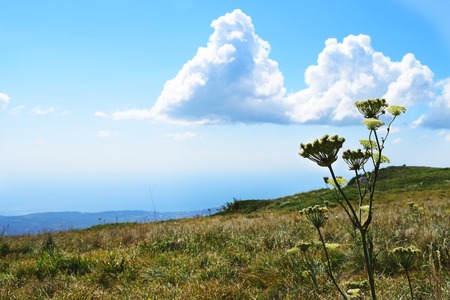 Mountaneous Crimean landscape with a closeup plant against blue sky with clouds. Travelling and tourism concept.の写真素材