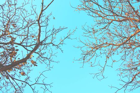 Two naked Branches of trees without leaves during sunny autumn day against clear blue sky as a creative natural background. Hello autumn concept.の写真素材