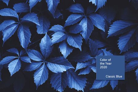 Black and blue beautiful stylish leaves of a forest plant as a creative background in trendy concept. Trend color of 2020.の写真素材
