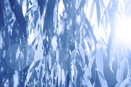 Beautiful autumn leaf colored trendy blue with copy space for text. Trend of 2020.