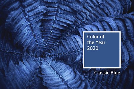 Close-up of beautiful fern leaves growing in spring as a natural background colore trendy blue in...