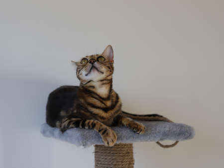 Cute bengal cat in glasses sits on a scratching post.