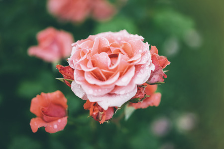 Blossom rose with drops of rain on green background, flowers for love womens and mothers, fresh beautiful roses closeup, mockup for text, pink spring bouquet, romantic card photoの写真素材