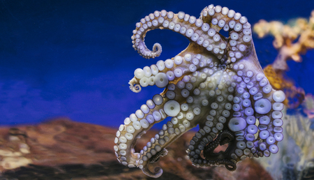 Close up view lively bright color octopus on background blue sea aquarium coral. Devilfish poulpe...