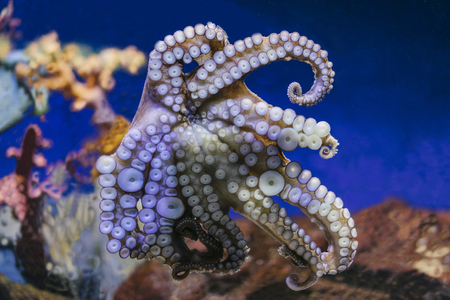 Close up view lively bright color octopus on background blue sea aquarium coral. Devilfish poulpe stuck sucker to glass in oceanarium museum on backdrop fish, blur mockup, sea showcase seafood restaurantの写真素材