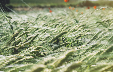 Close up view yellow poppies flowers and green cones wheat on background nature field. Summer village rural landscape blurred backdrop. Sun flare and blue sky outside, lifestyle holiday conceptの写真素材