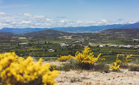 Panoramic view yellow flowers and green hill on background nature field. Summer landscape...