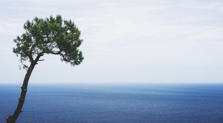 Lonely pine tree on background sea scape, waves of blue quiet ocean coast landscape. Panorama horizon perspective view nature hiliday. Travel summer mockup concept, backdrop water seascape, mock upの写真素材
