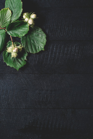 Sprigs with hazelnuts and green leaves on a black wooden background top view, fresh vegan food on space backdrop mock up, green leaf seasoning plant on kitchen table, vitamins from country forestの写真素材