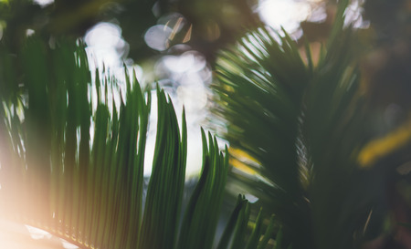 Fresh healthy bio background blur natural with abstract blurred foliage and bright summer flare sunlight backdrop in the park, copyspace for text or advertisment, bokeh green palm leaf texture, ecology conceptの写真素材