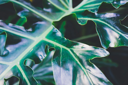Fresh healthy bio background blur natural with abstract blurred foliage and bright summer flare sunlight backdrop in the park, copyspace for text or advertisment, bokeh green palm leaf texture, ecology conceptの写真素材