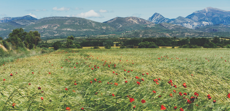 Card with red poppies flowers and green cones wheat on background nature spring field. Summer village rural landscape blurred backdrop on mountain. Sun flora and blue sky outside, lifestyle holiday conceptの写真素材