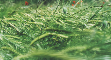Card with red poppies flowers and green cones wheat on background nature spring field. Summer village rural landscape blurred backdrop on mountain. Sun flora and blue sky outside, lifestyle holiday concept
の写真素材