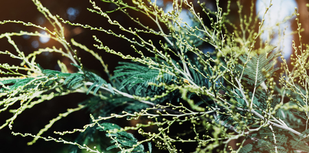 Fresh healthy bio background blur natural with abstract blurred flora and bright summer flare sunlight backdrop in the park, copyspace for text or advertisment, bokeh green leaf texture, ecology conceptの写真素材