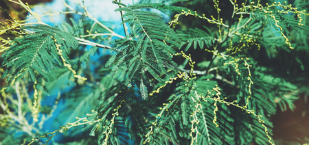 Fresh healthy bio background blur natural with abstract blurred flora and bright summer flare sunlight backdrop in the park, copyspace for text or advertisment, bokeh green leaf texture, ecology conceptの写真素材