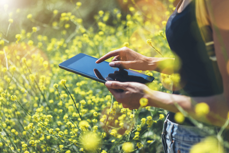 Girl traveler using gadget on yellow flowers background close. Female hands photographer take view sun flare on cell camera. Hipster texting message on tablet computer, mockup of blank empty screenの写真素材