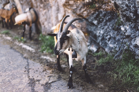 Goat red a brown color look in a chamber on background landscape Ð°lpine mountain in nature country, flock wool kid, animal villag farmland, close upの写真素材