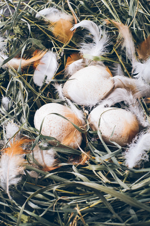 Natural unpainted chicken eggs with bright feathers on the dry green grass in the nest on a wooden dark background of vintage boards close-up , easter eggs closeup verticalの写真素材