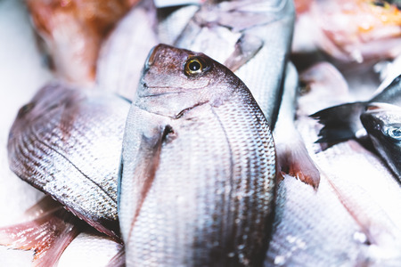 Bird dorado fish on ice background on the market, closup of fresh marine products, useful dietary sea food in restaurant, isolated group fish with shiny scales, frozen seafood after catching fishermenの写真素材
