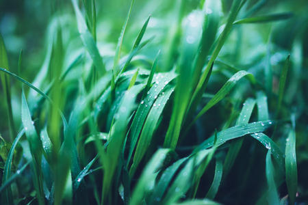 green fresh grass with drops of morning water dew after rain, nature background with raindrop, mockup backdrop leaf plant closeup, flora macro concept with the shine rays of the sunの写真素材