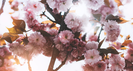sakura blossom on background sun flare, macro pink cherry tree in spring garden, beautiful romantic flowers for card clean space for text, blooming flora outdoor springtime concept の写真素材