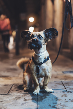 portrait close-up smiles brown pet, funny dog ââsits on a bokeh background of the night city on a leash outdoor, home puppy enjoys and smiles, concept of friendship and happy lifeの写真素材