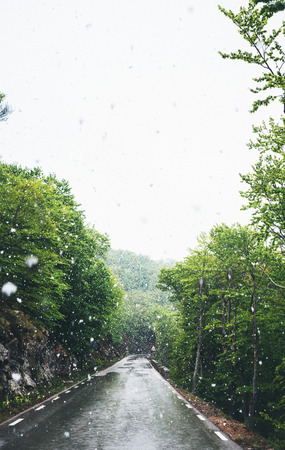 falling snow in the mountains, road in the forest with snow flakes, winter nature, holiday weekend in nature, green tree with white snow, free space mockupの写真素材