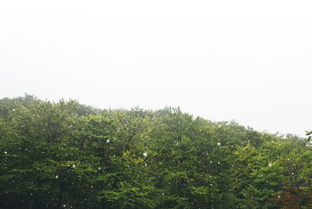 falling snow in the mountains, road in the forest with snow flakes, winter nature, holiday weekend in nature, green tree with white snow, free space mockupの写真素材