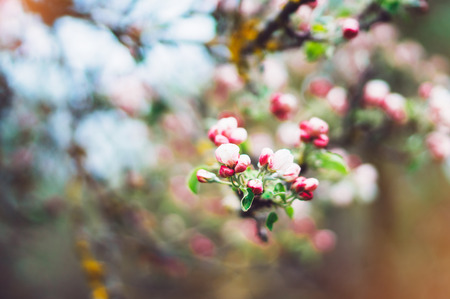 pink blossom tree on background sun flare in green spring garden, beautiful romantic flowers in nature for card clean space for text, blooming bud flora outdoor springtime conceptの写真素材