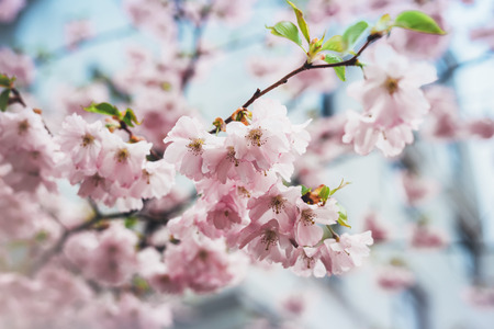 pink blossom tree on background sun flare in green spring garden, beautiful romantic flowers in nature for card clean space for text, blooming bud flora outdoor springtime conceptの写真素材