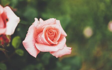 Blossom rose with drops of rain on green background, flowers for love womens and mothers, fresh beautiful roses closeup, mockup for text, pink spring bouquet, romantic card photoの写真素材