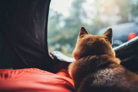 single resting dog in campsite forest, close up tourist red shiba inu leisure in camp tent , hiker sad puppy dog looking relax nature vacation trip conceptの写真素材