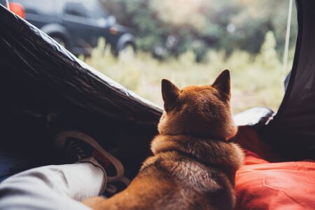 tourist sleeping resting dog in campsite forest, close up tourist red shiba inu leisure in camp tent , outline hiker sad puppy looking relax nature vacation trip conceptの写真素材