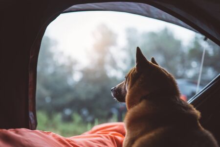 single resting dog in campsite forest, close up tourist red shiba inu leisure in camp tent , outline hiker sad puppy looks distance relax nature vacation trip conceptの写真素材