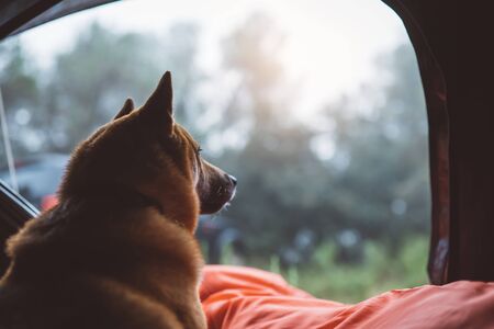 single resting dog in campsite forest, crop tourist red shiba inu leisure in camp tent , outline hiker sad japanese puppy looking relax nature vacation trip conceptの写真素材