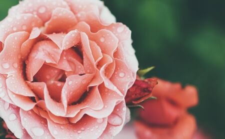 Blossom rose with drops of rain on green background, flowers for love womens and mothers, fresh beautiful roses closeup, mockup for text, pink spring bouquet, romantic card photoの写真素材