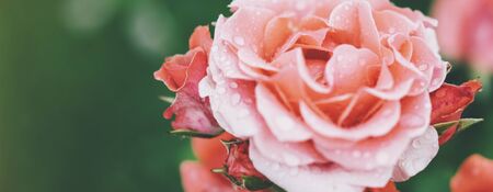 Blossom rose with drops of rain on green background, flowers for love womens and mothers, fresh beautiful roses closeup, mockup for text, pink spring bouquet, romantic card photoの写真素材